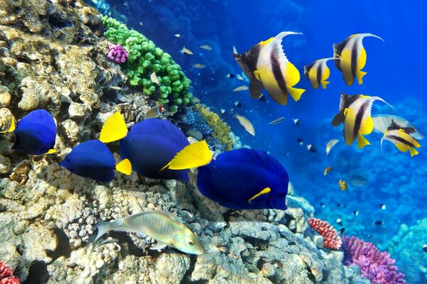 Poissons lumineux sur le fond de l océan