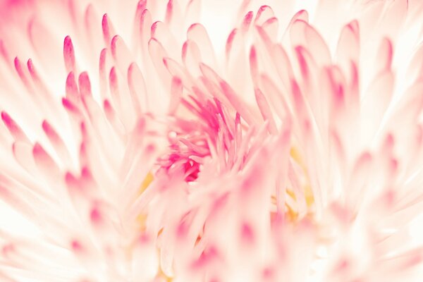 Pink petals of the aster flower