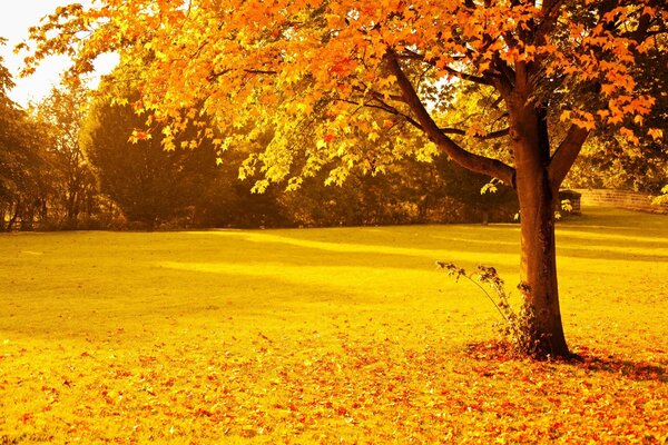 Autumn leaf fall in the park