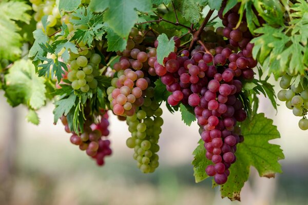 Racimos colgantes de bayas de uva