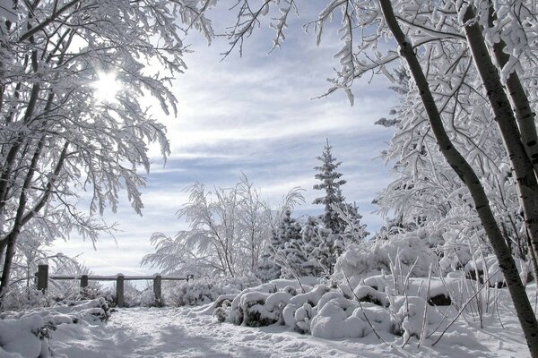 Paesaggio invernale della foresta innevata