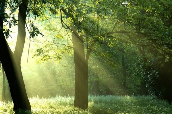 Sonnenstrahlen erhellen den Wald