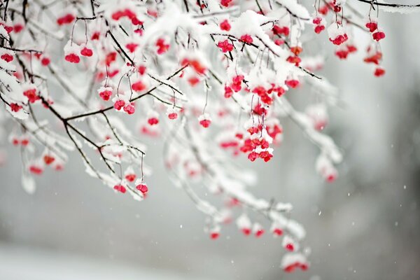 Bayas rojas en polvo de nieve