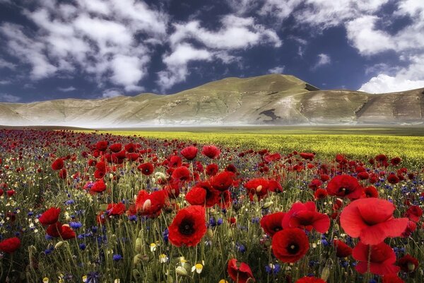 Amapolas rojas en el fondo de la montaña