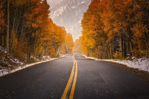 The road in the yellow autumn forest