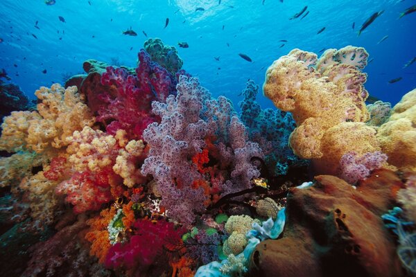 Coral reef in seawater