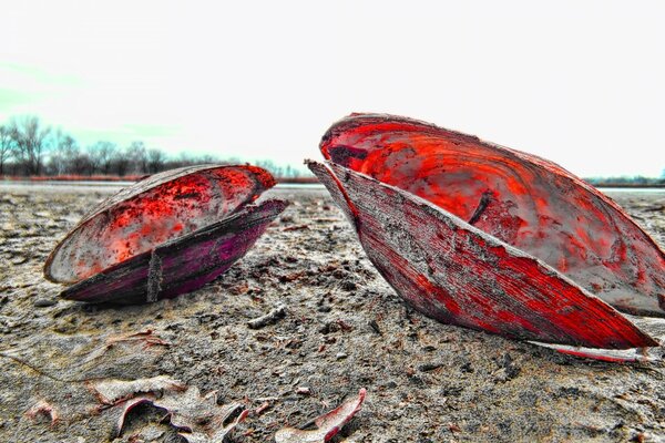 Carapace rouge d huîtres sur le sable