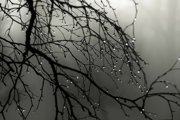 Drops fall from the tree during fog