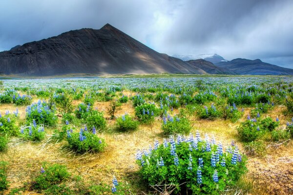 Feldlandschaft mit Blumen auf dem Hintergrund der Berge