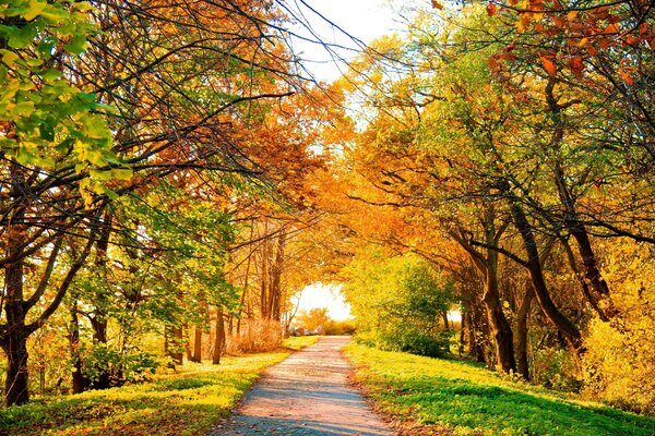 Herbststraße im Park Hintergrund