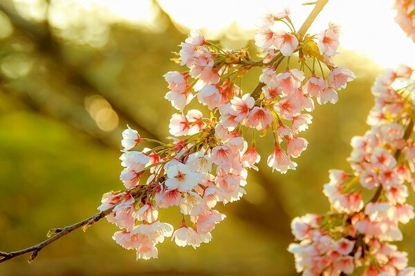 Die Sonnenstrahlen erhellen die Frühlingsblumen