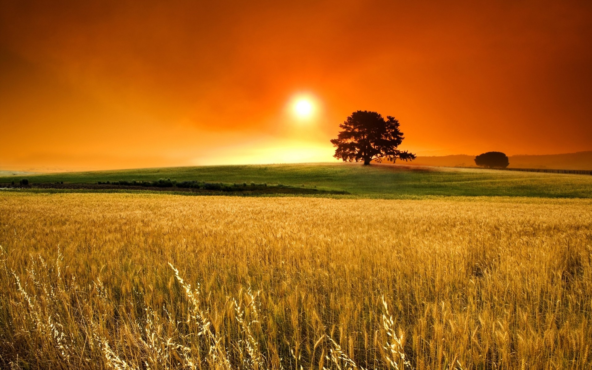 orange tree cereals fog sun sky the field