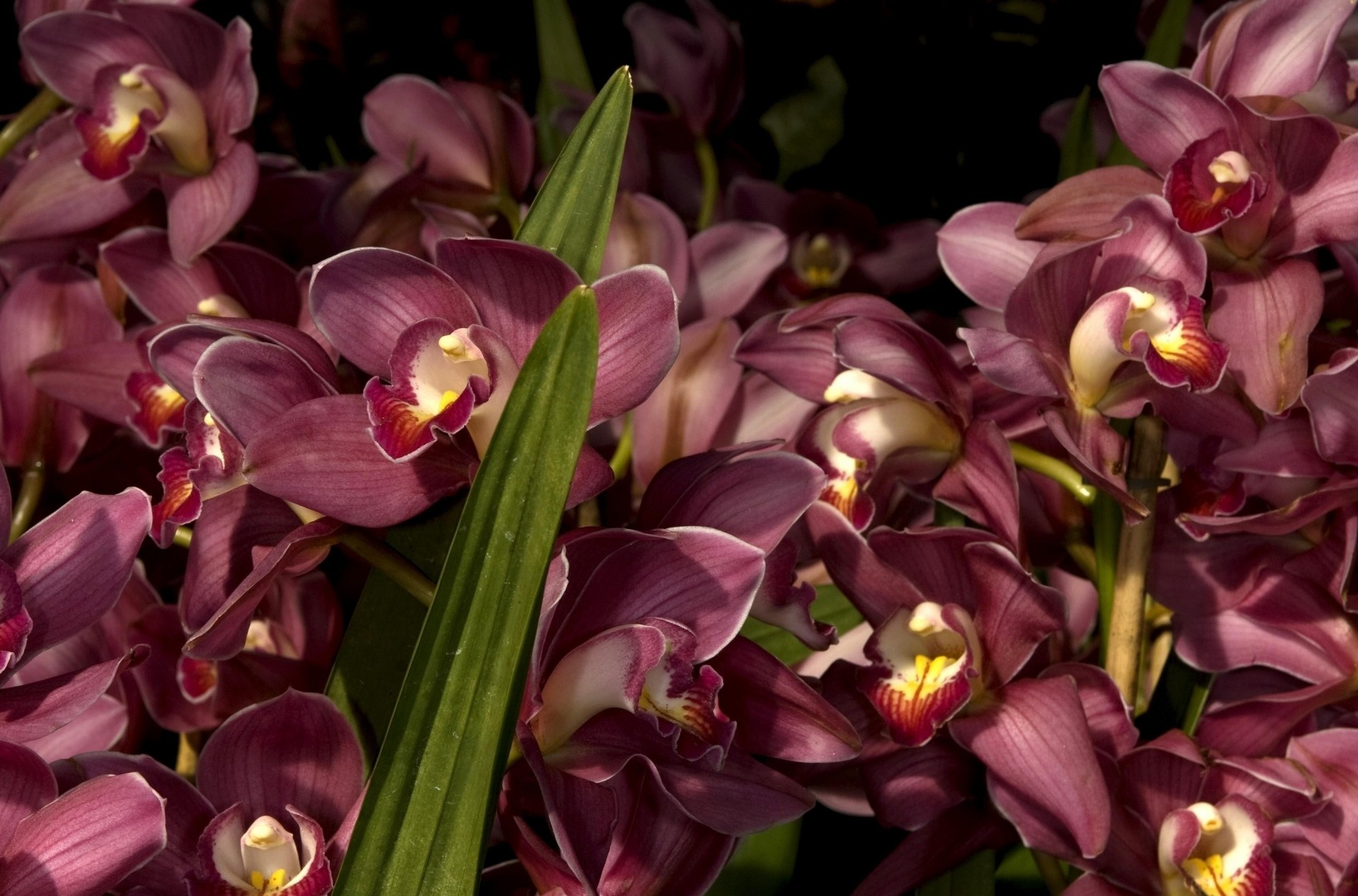 blatt viele orchideen blumen makro