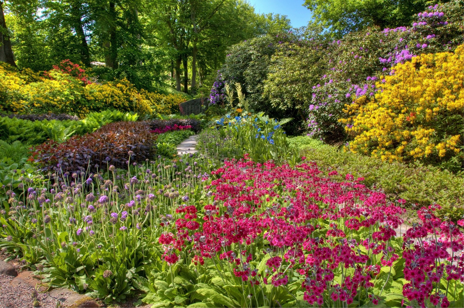 macizos de flores abundancia colores flores surtidos arbustos jardín