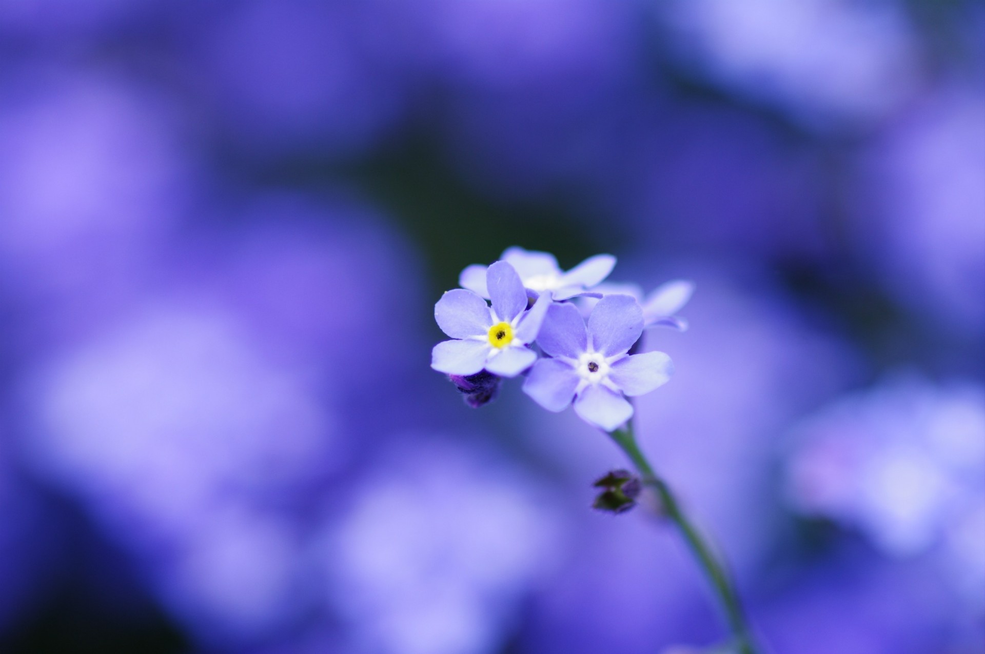 blu fiori sfocatura tenerezza nontiscordardime macro messa a fuoco petali