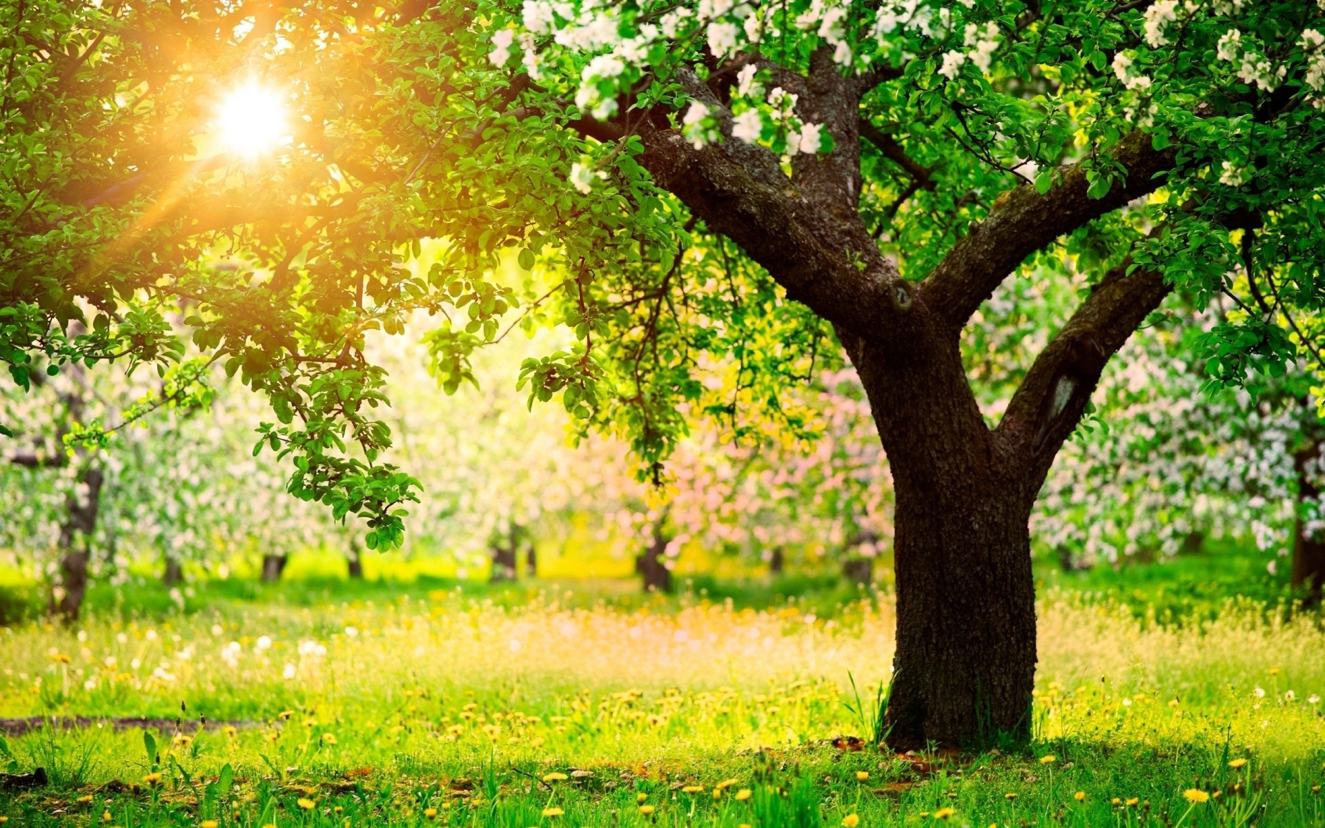 apple light spring sun bloom bright dandelion