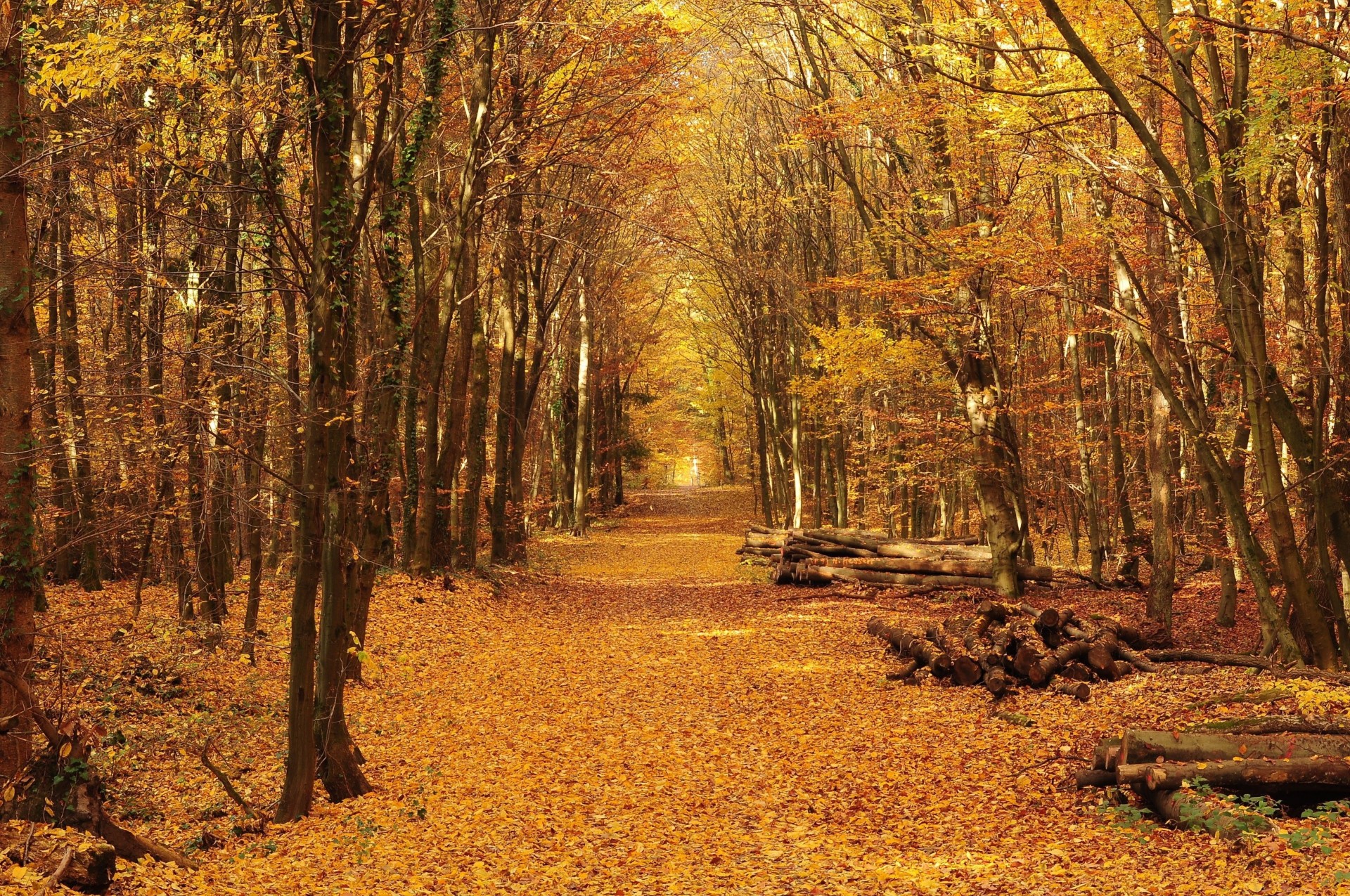 paisaje árboles bosque camino otoño troncos