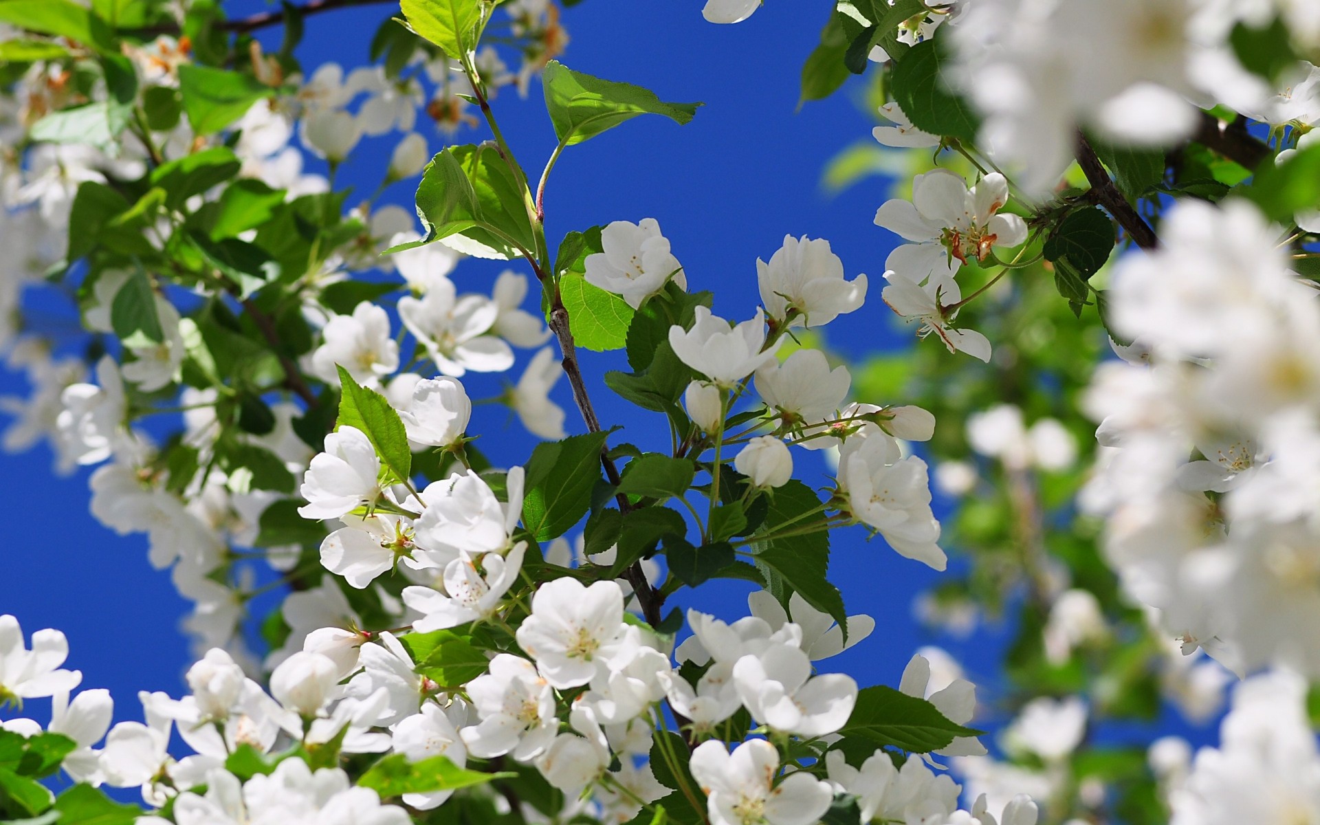 frutta fioritura primavera fiori albero