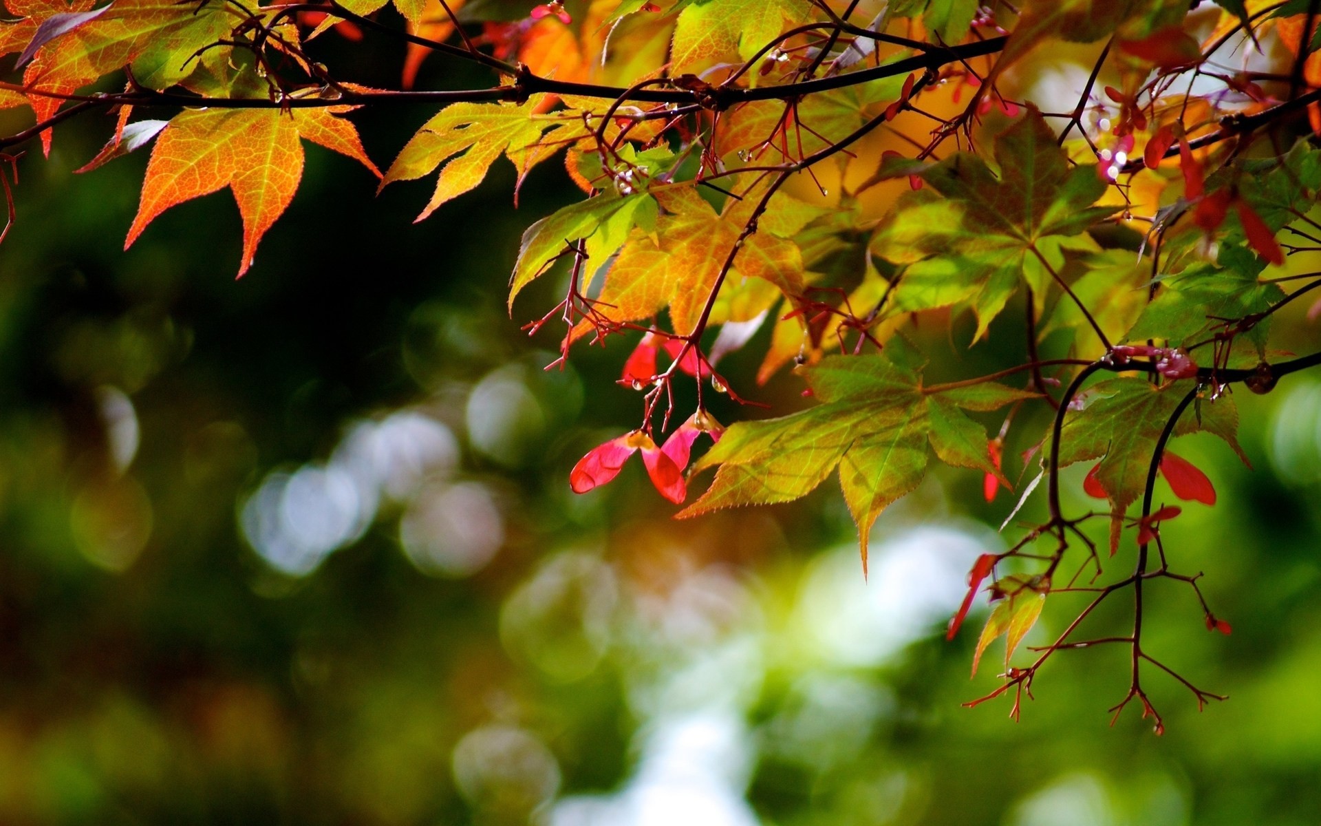 blatt herbst bäume makro