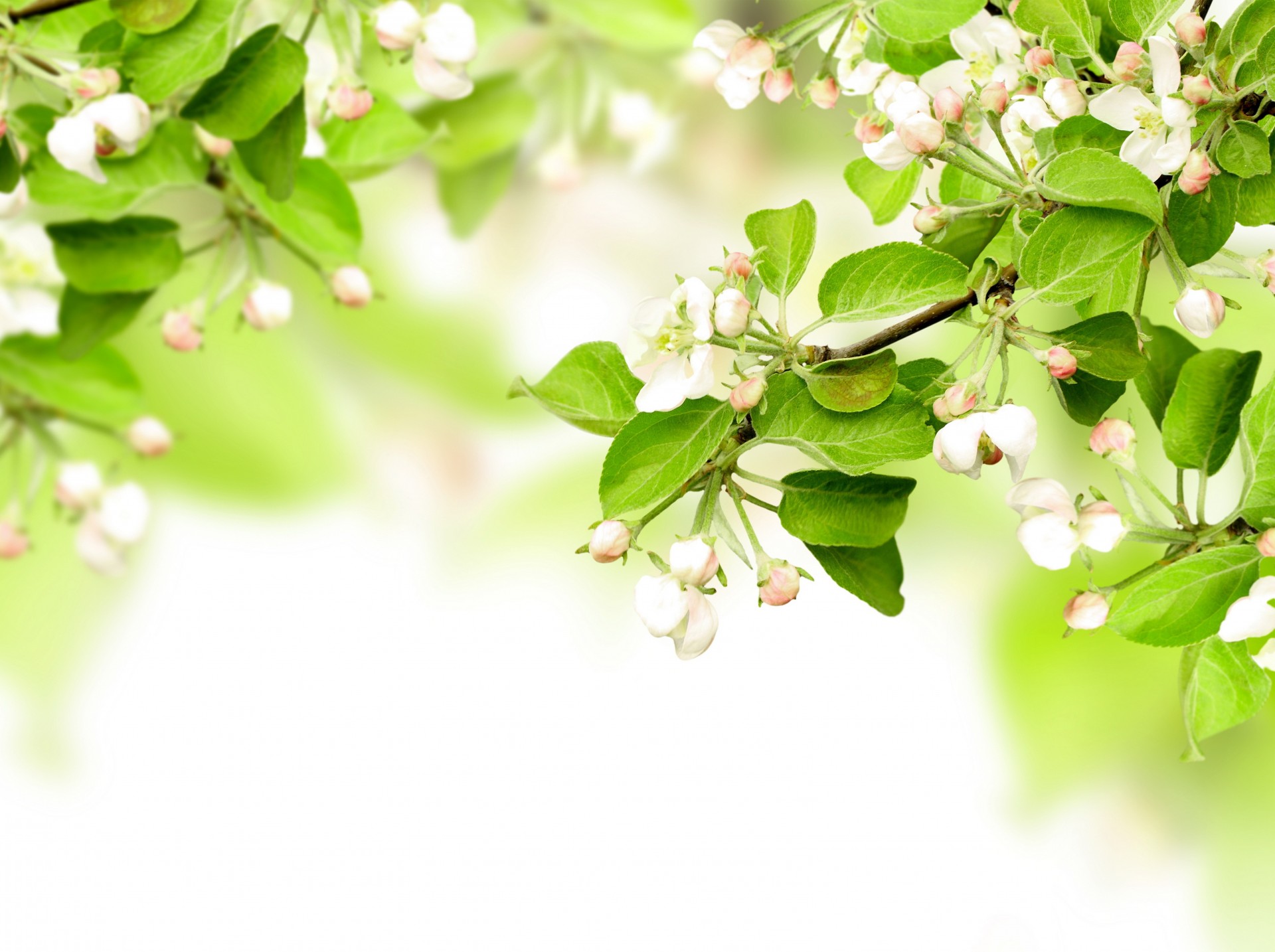 feuille pomme branches fleurs printemps