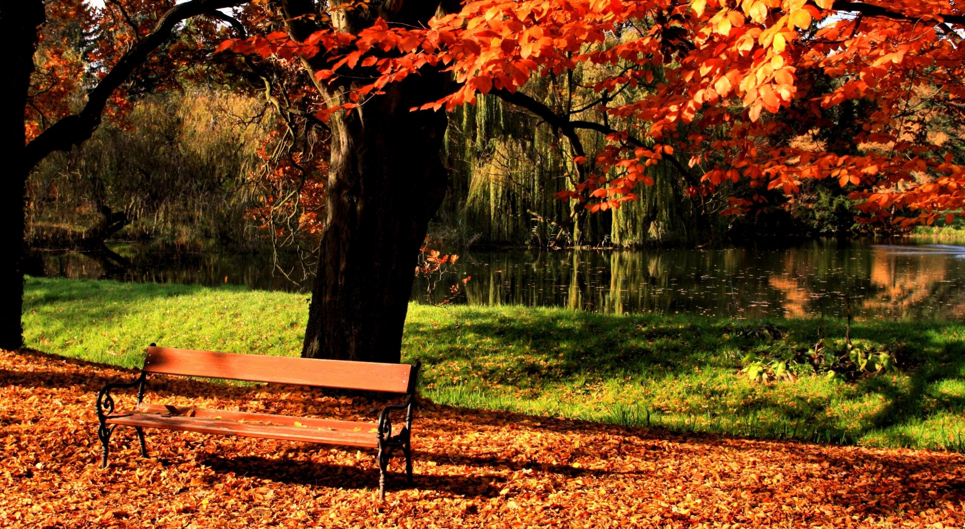 drzewo jezioro światło park ławki jesień trawnik