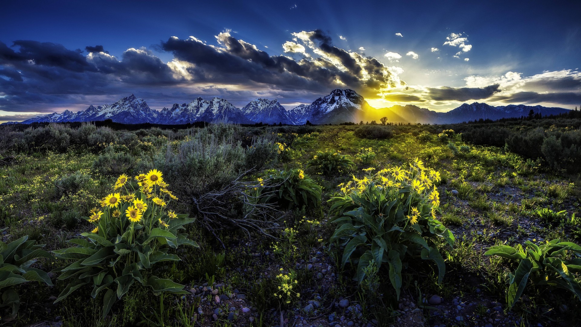 paysage coucher de soleil fleurs wyoming champ montagnes usa