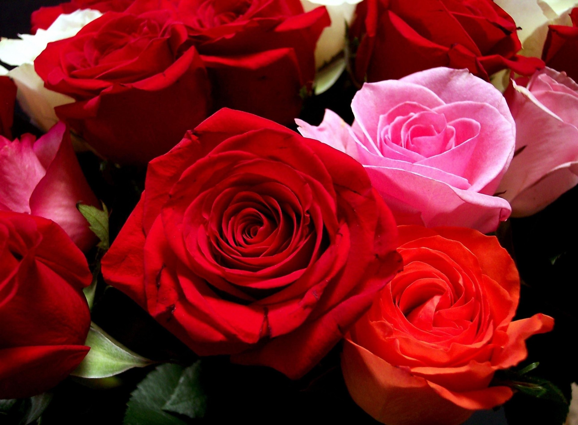 bouquet buds flower roses close up