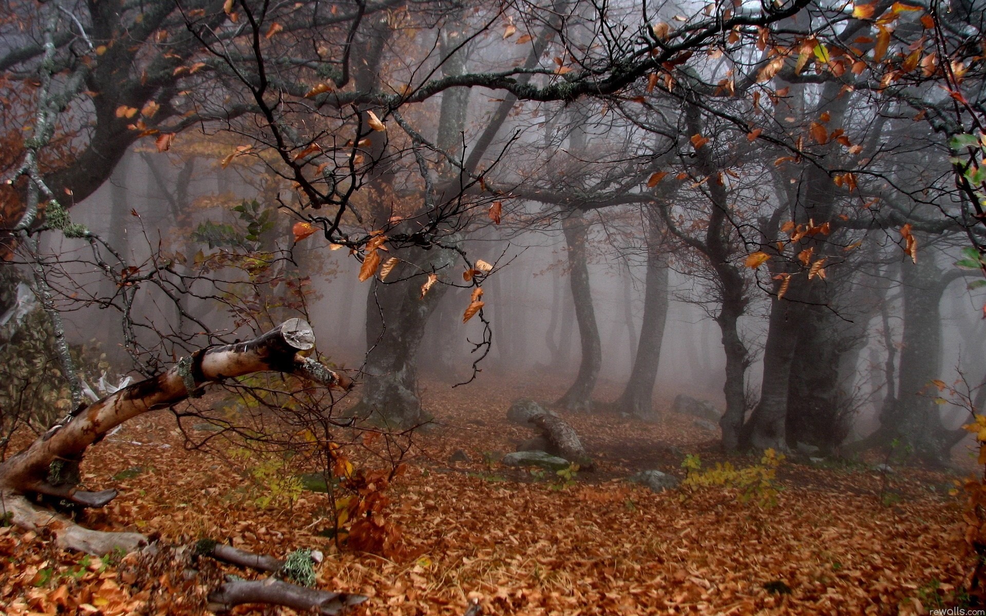 automne brouillard arbres paysage forêt