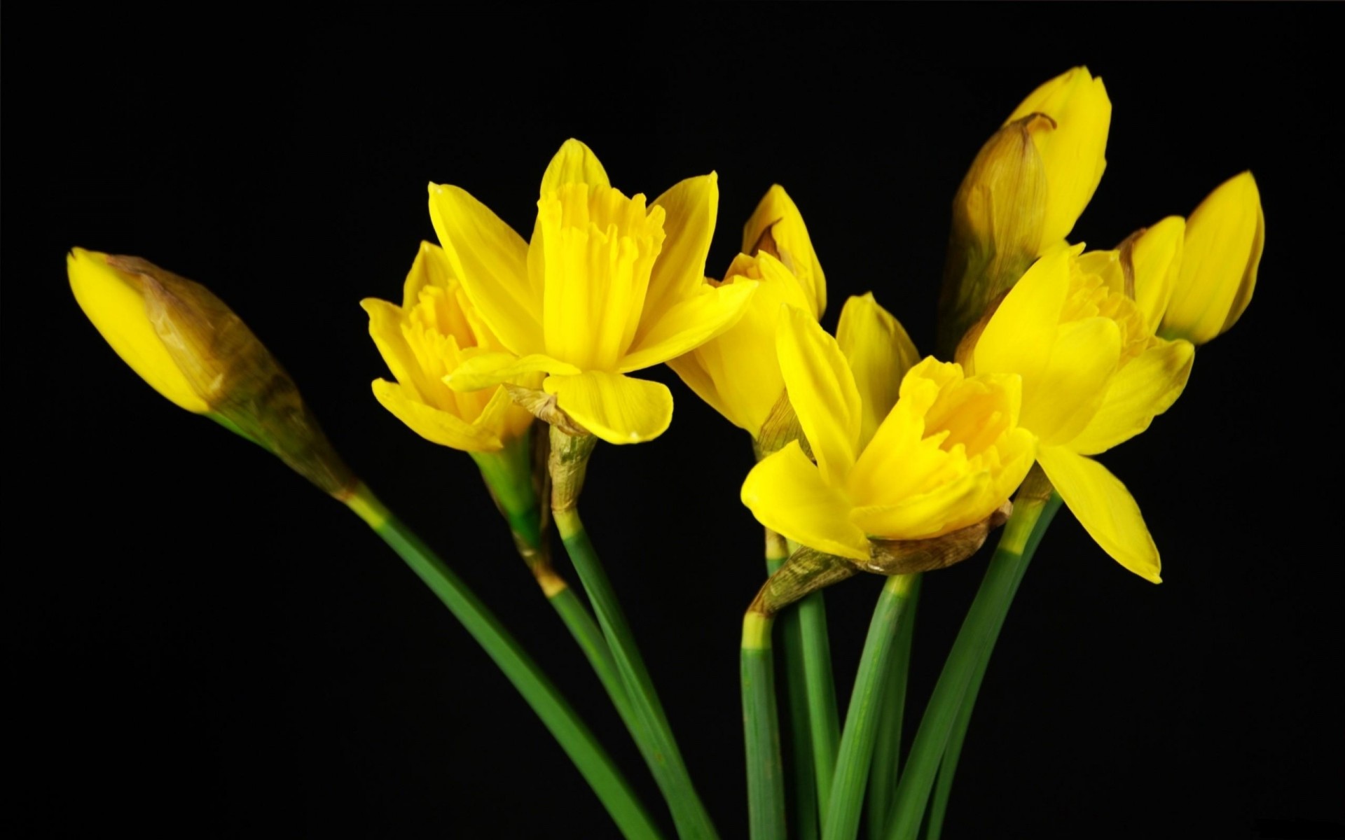 jonquilles fond noir jaune printemps