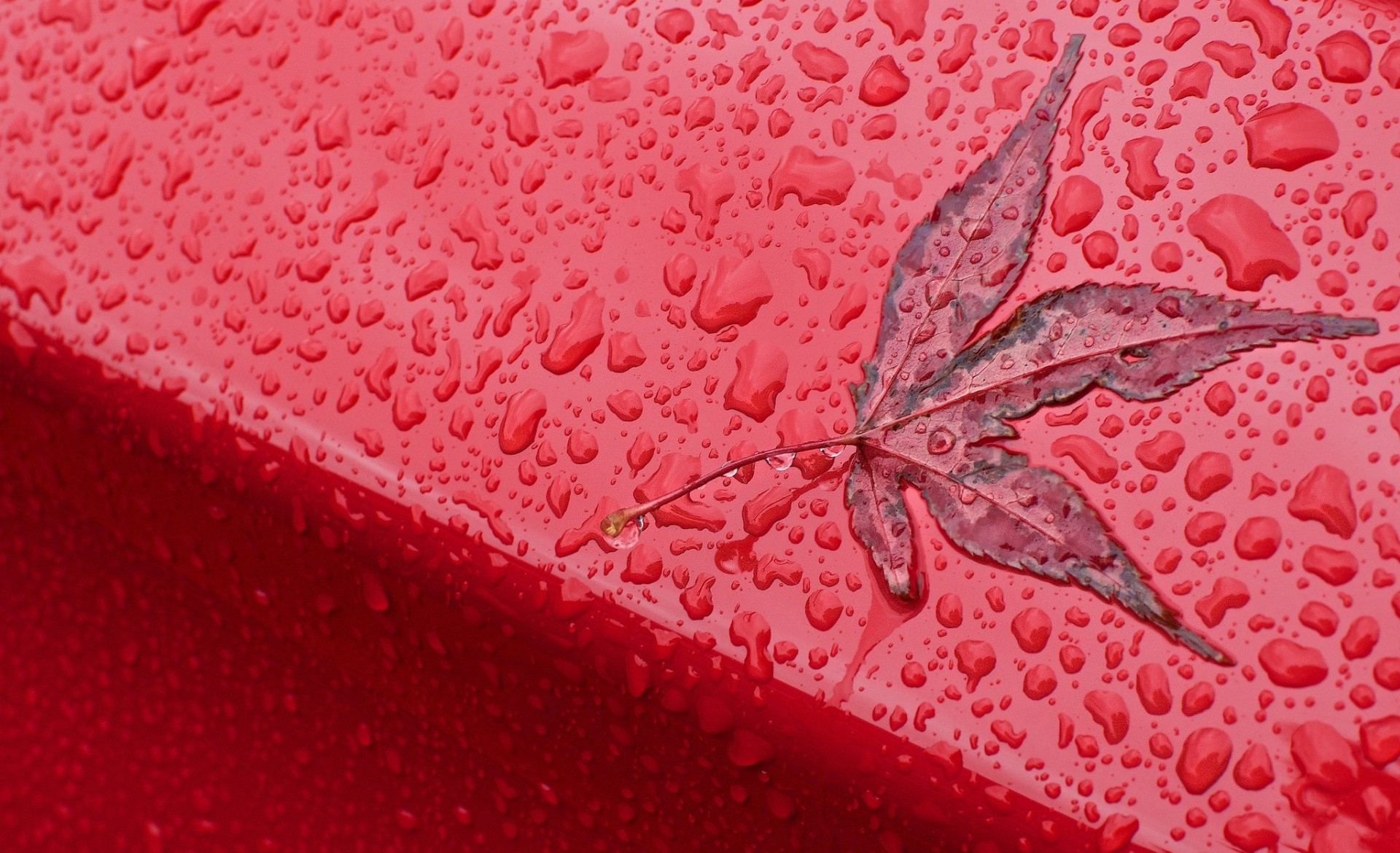 autumn close up falls sheet red background