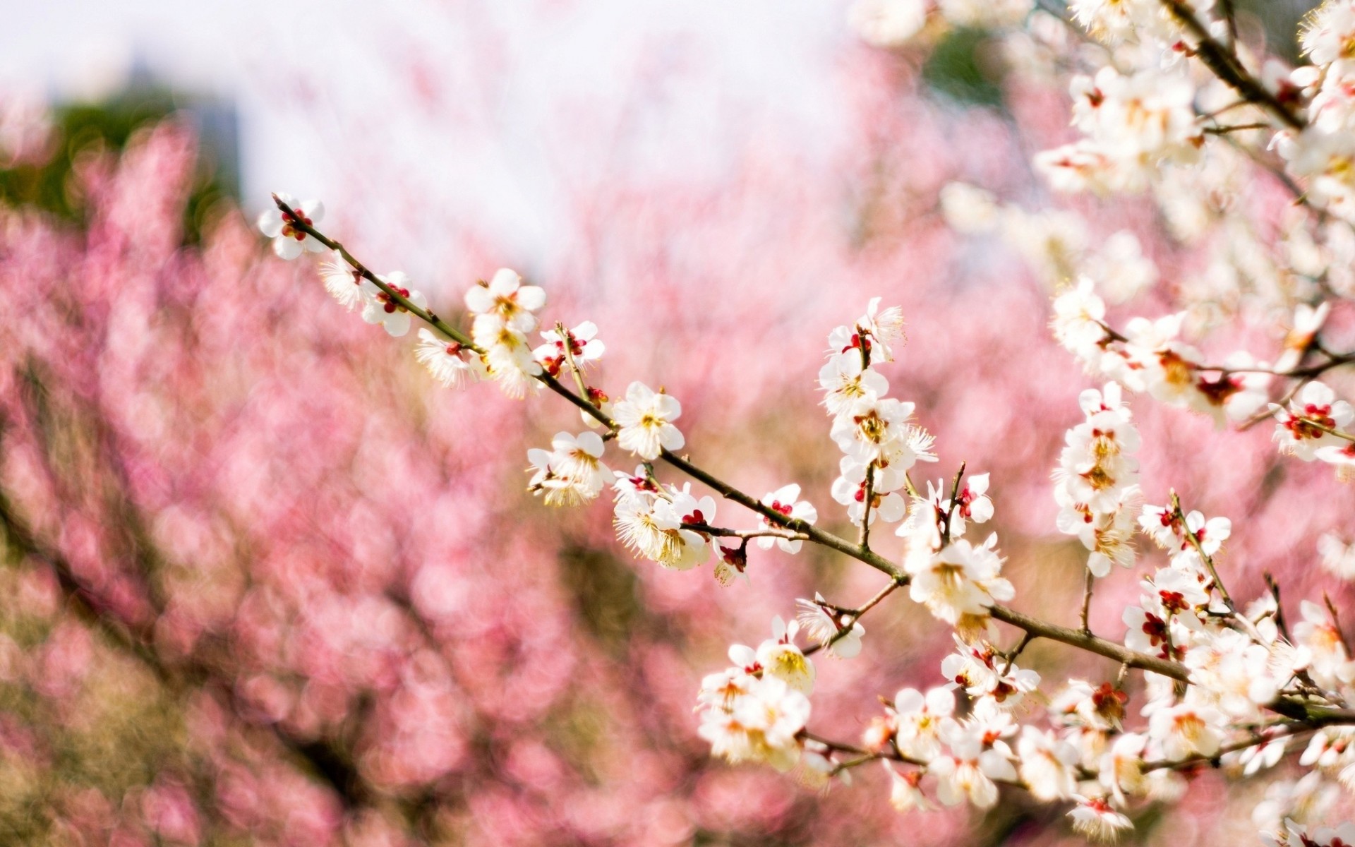 prugna albero sfondo natura fiori sfocatura primavera fioritura rami macro rosa bianco