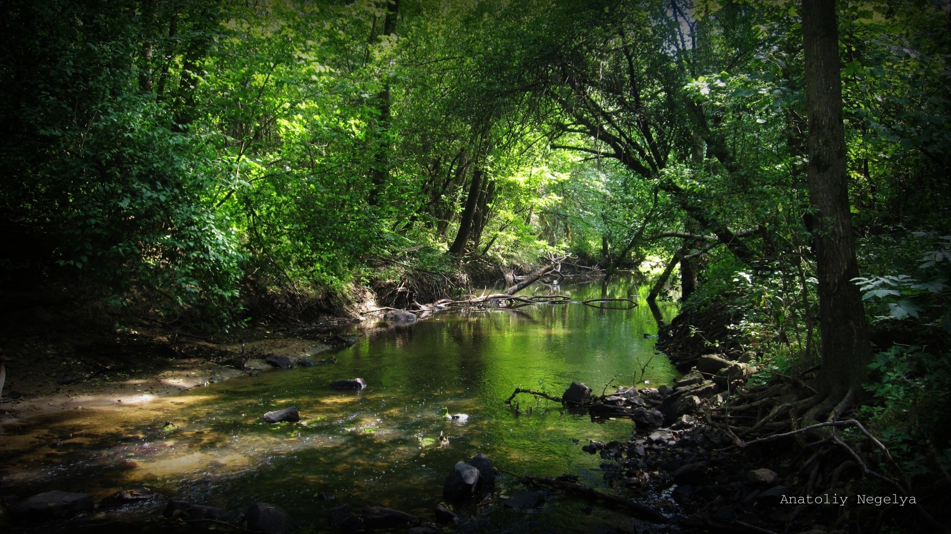 piedras bosque río matorrales