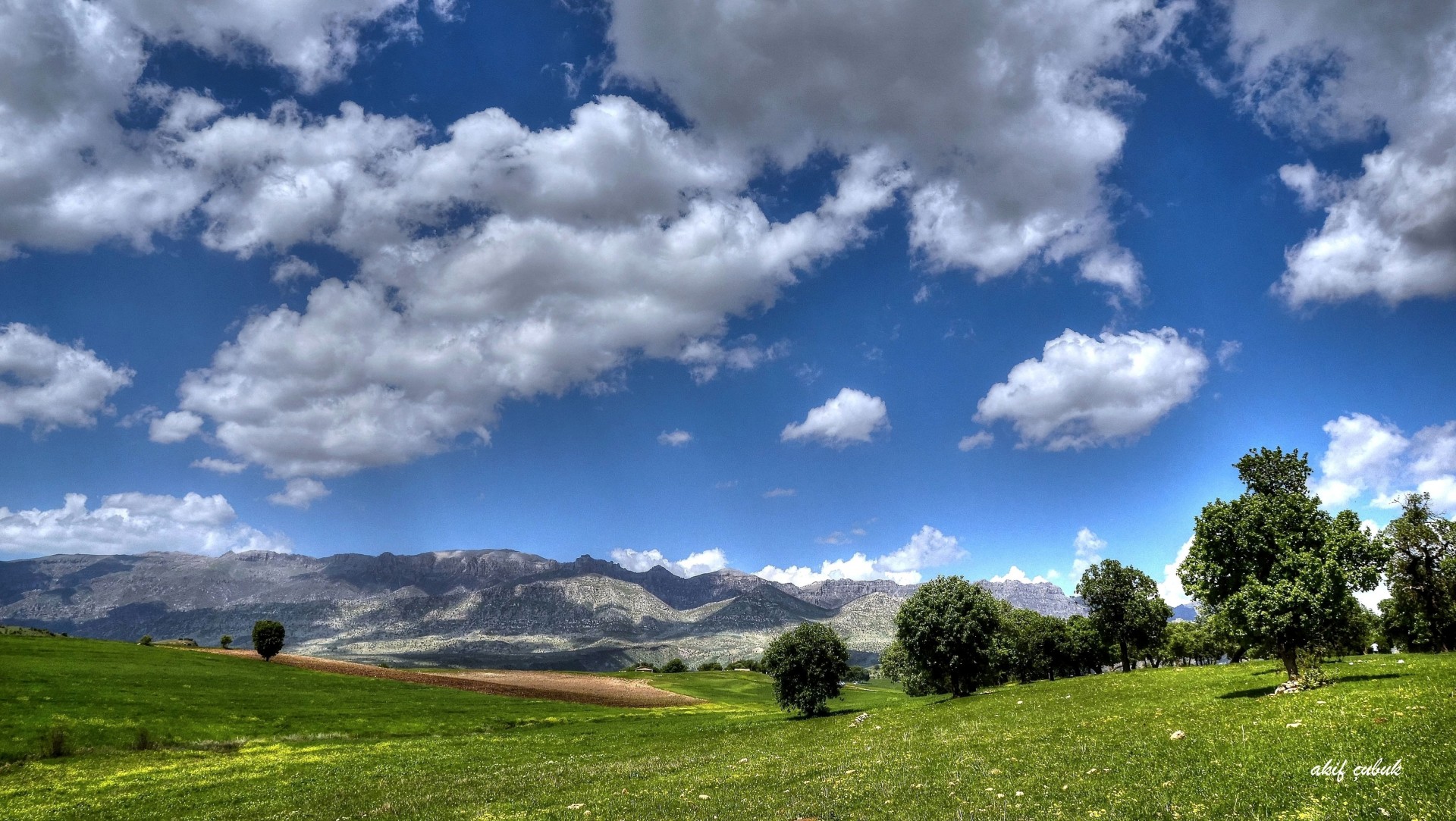 the field mountain landscape tree