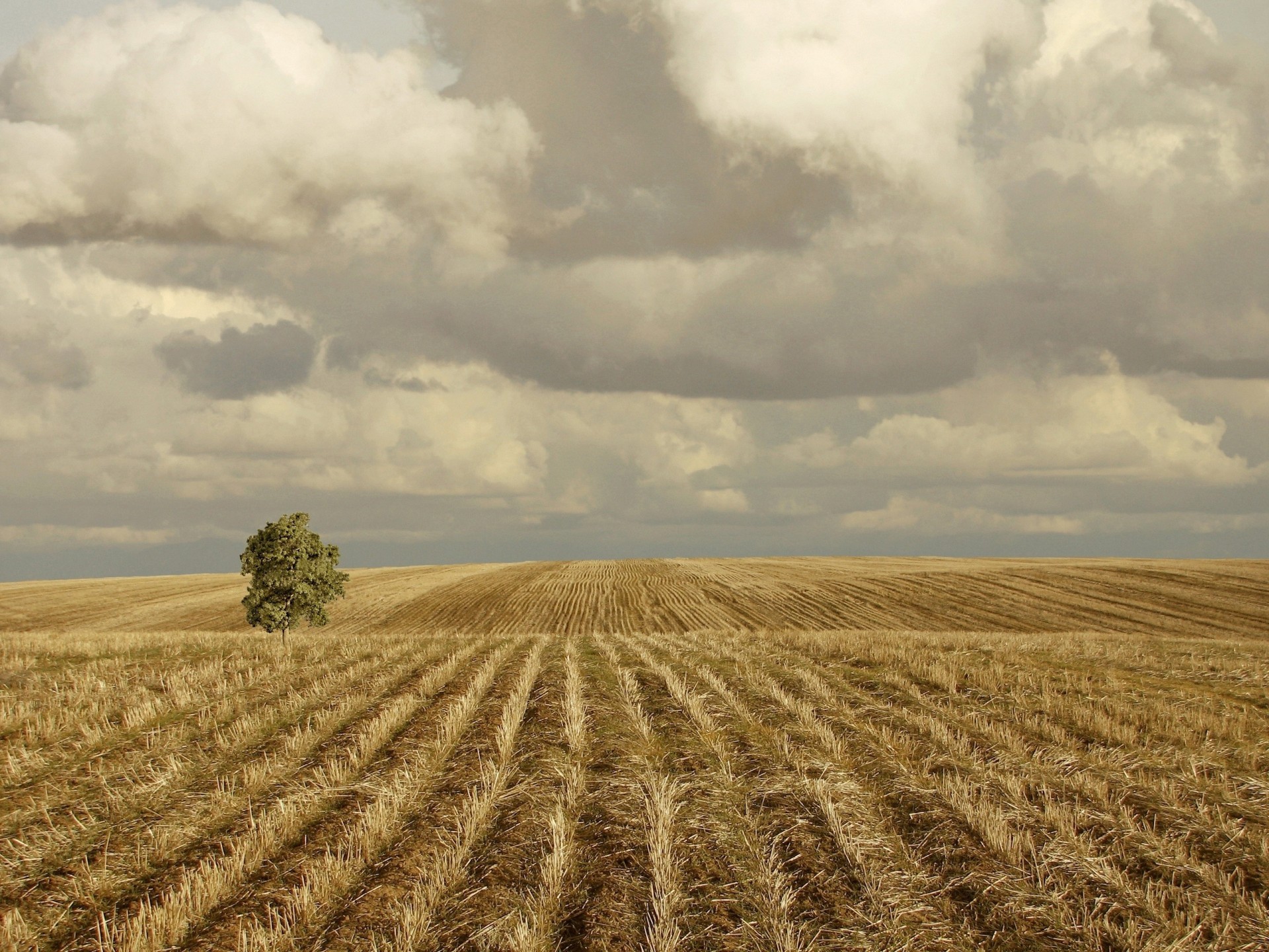 arbre foin herbe champ nuageux