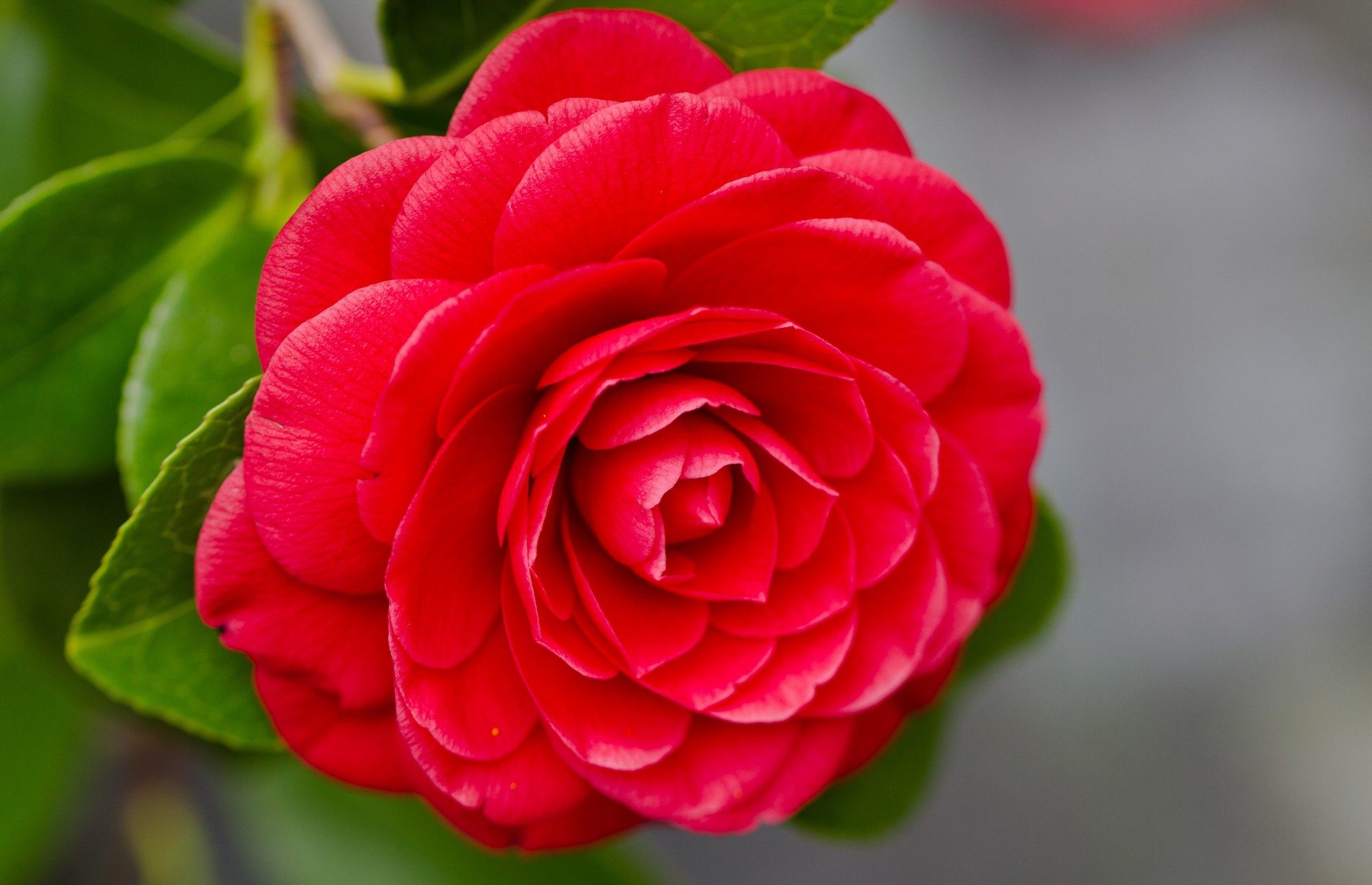 macro camelia petali