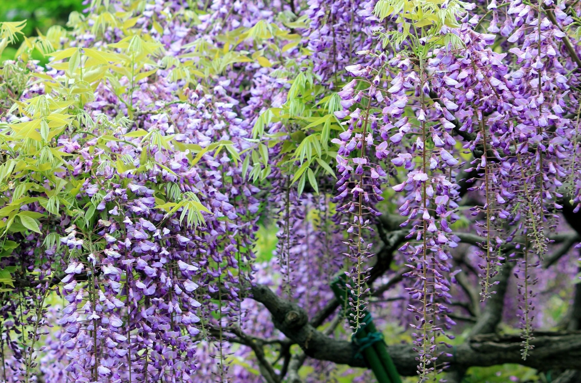 ostrość wisteria gałęzie grona