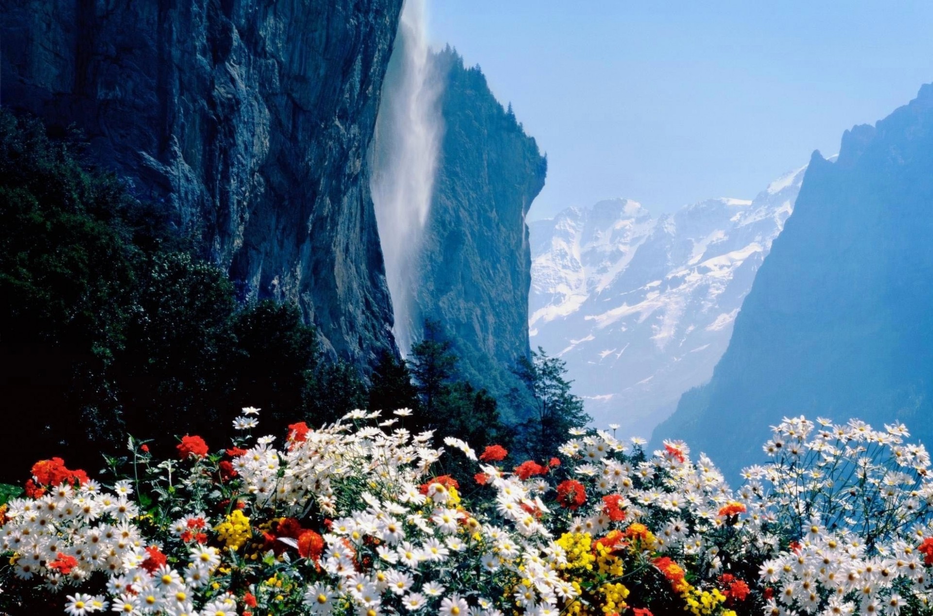 ver flores rocas naturaleza