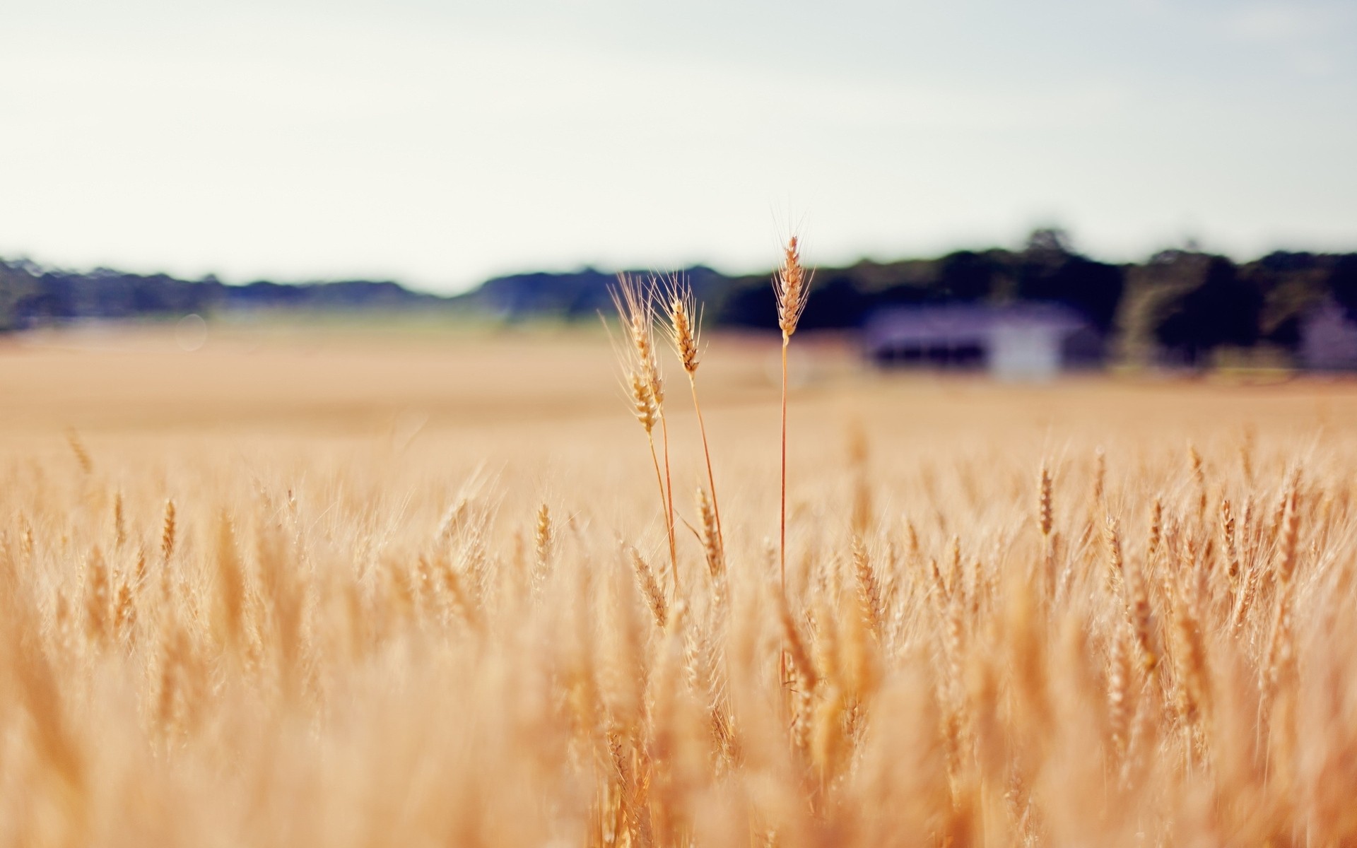 the field wheat spikes gold blur