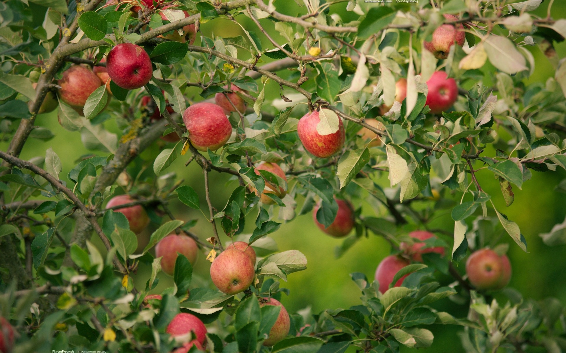 mela mele albero rami natura