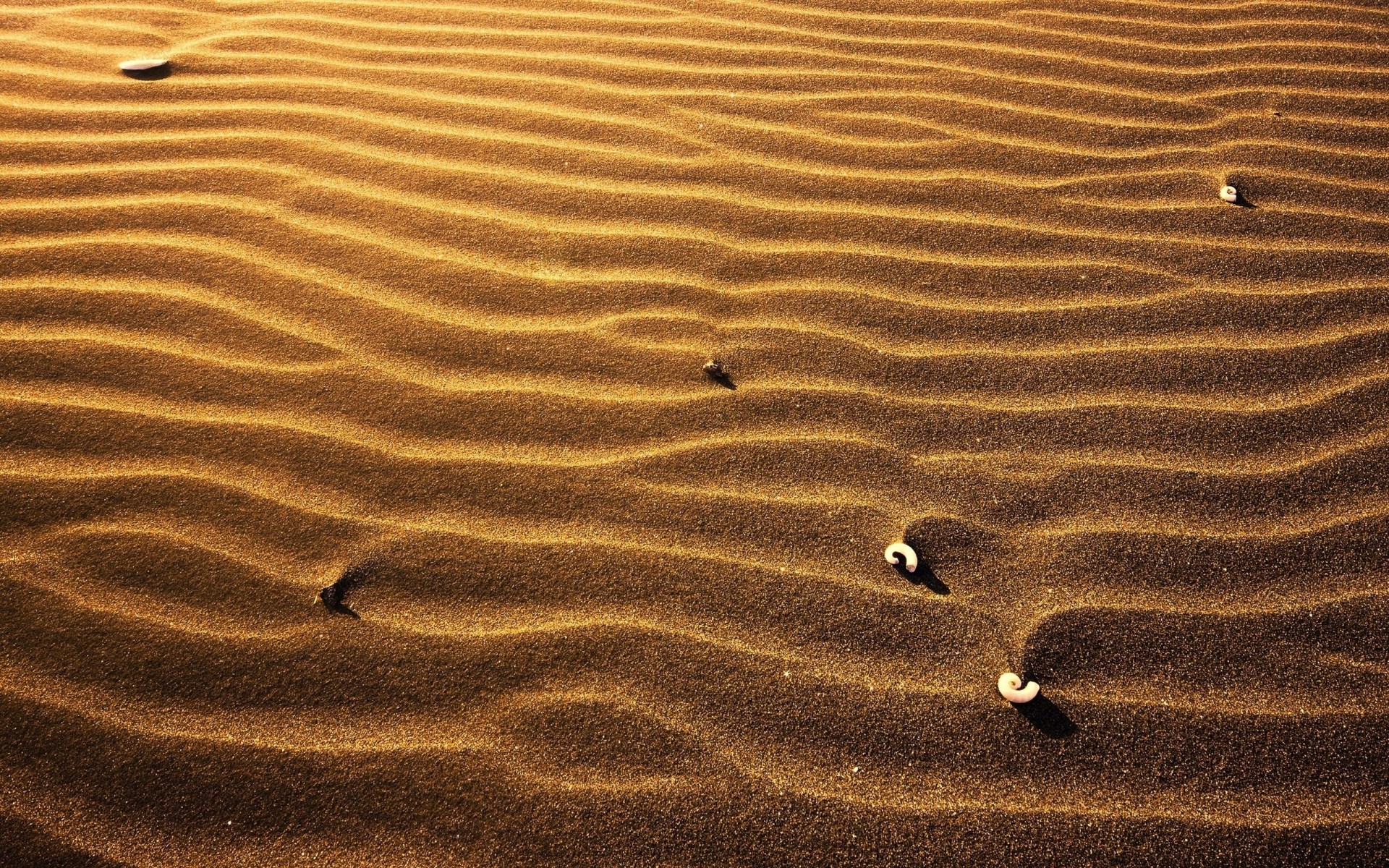 muster licht muscheln muscheln muscheln sand