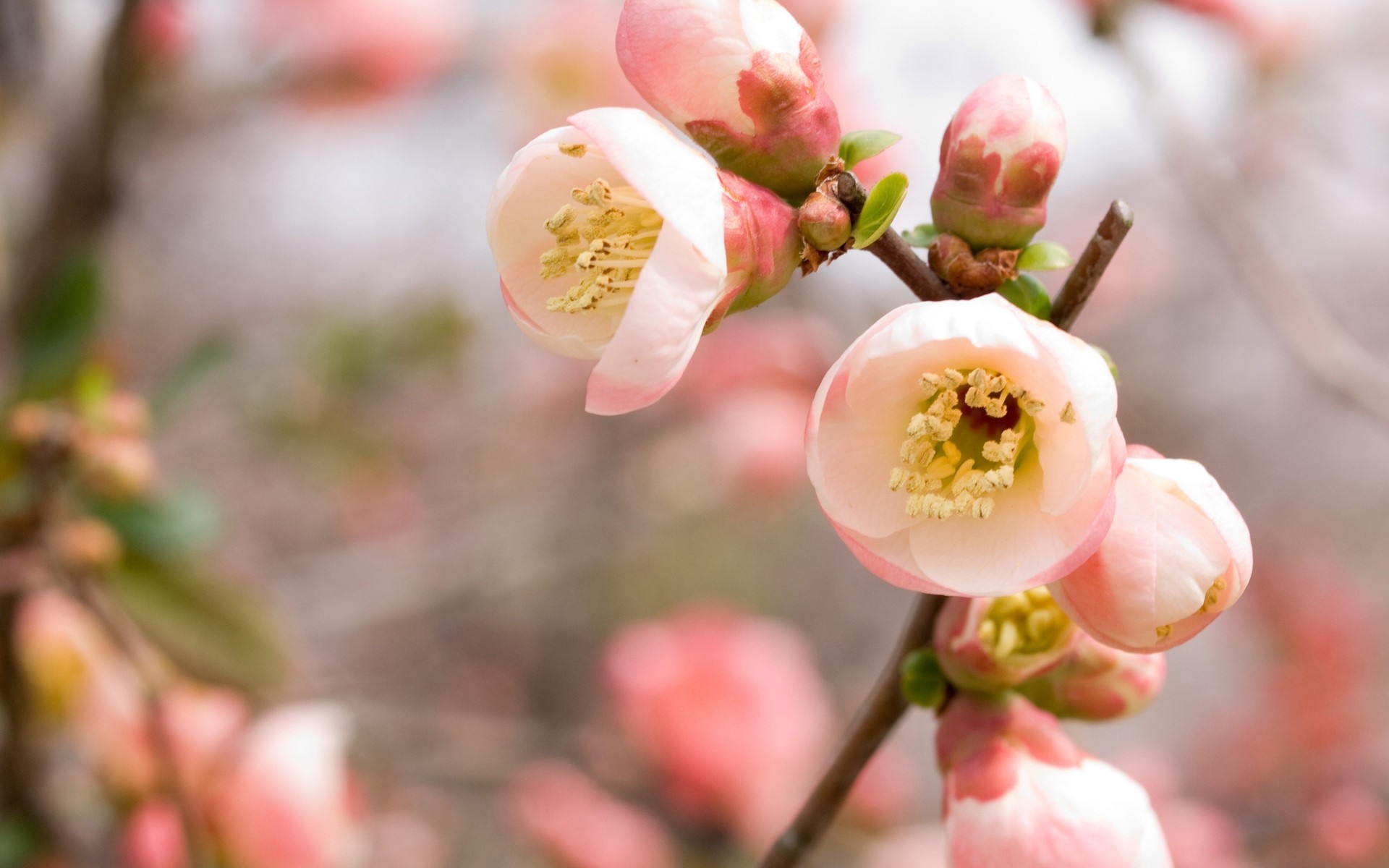 alberi fiori in primavera