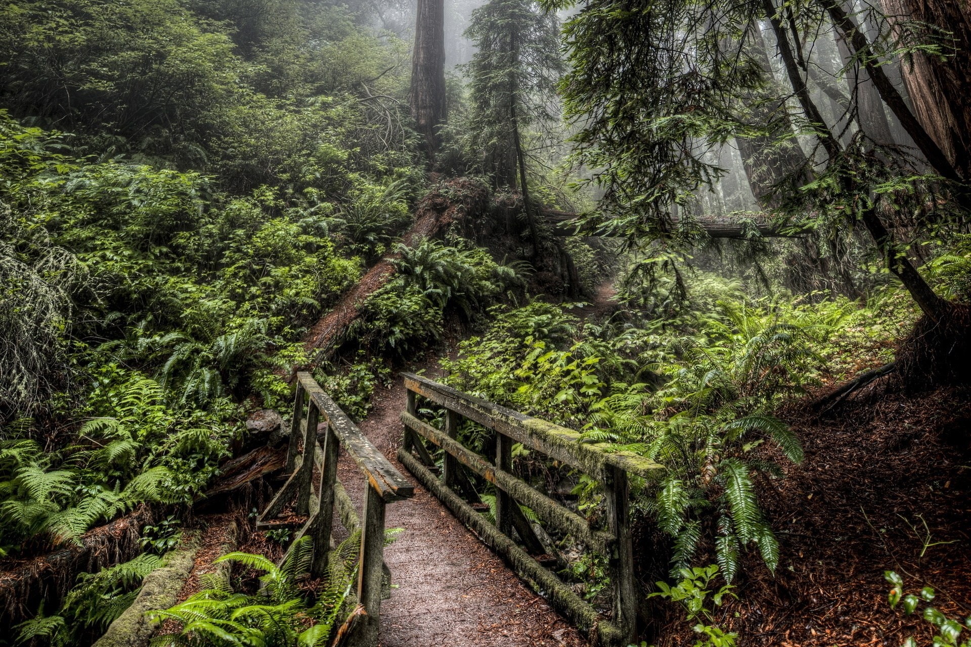 bridge forest road nature