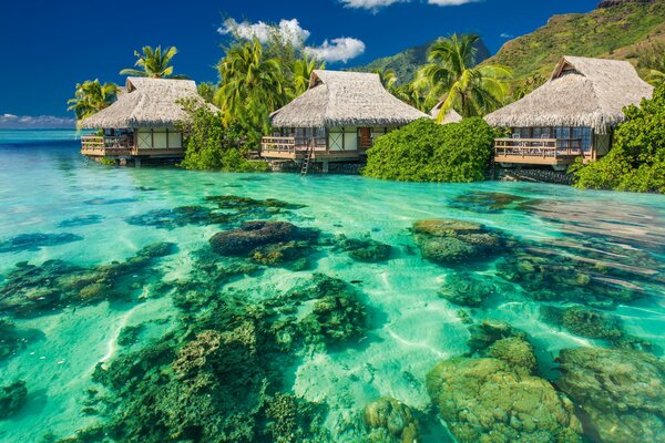 Spiaggia tropicale australiana sullo sfondo dell oceano