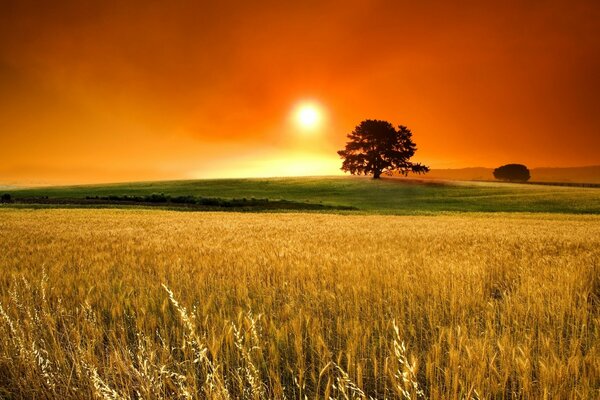 Orange sunset in the sky over the field