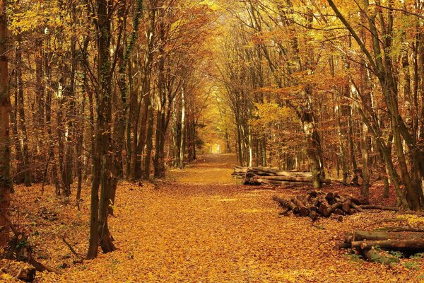 The road in the autumn forest