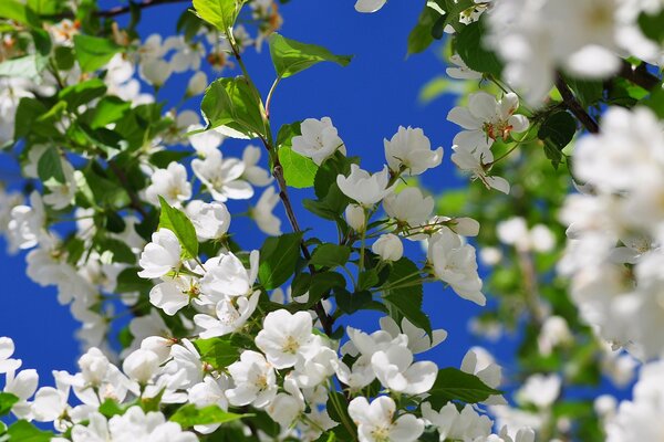 Colore bianco Melo contro il cielo blu