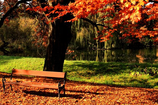 Banco en el parque bajo un árbol