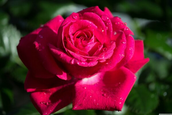 A beautiful Rose in dewdrops