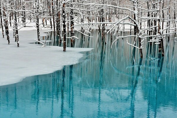 Reflection of snow trees in the lake