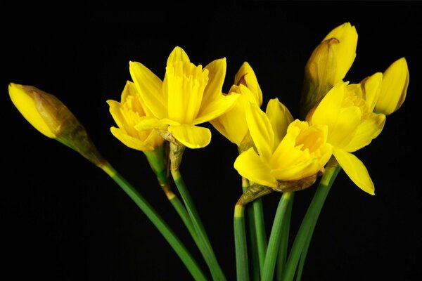 Hermosos narcisos amarillos sobre un fondo oscuro